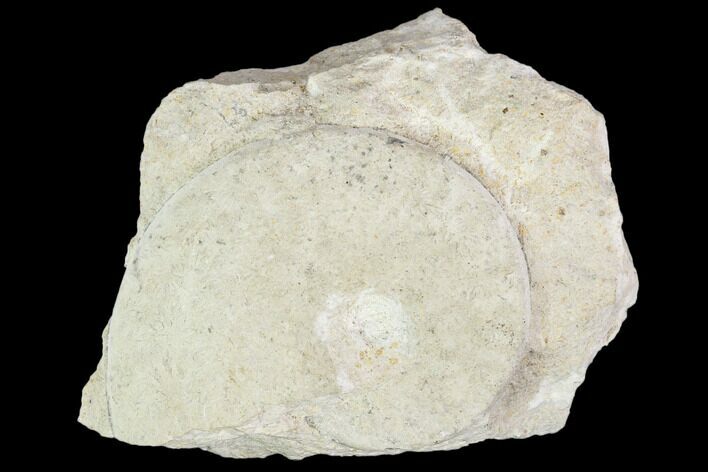 Fossil Ammonite (Oxycerites) - France #104571